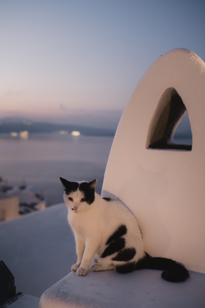 Cat in Oia, Santorini sunset.